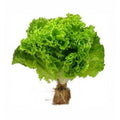 Lechuga Hidropónica Unidad