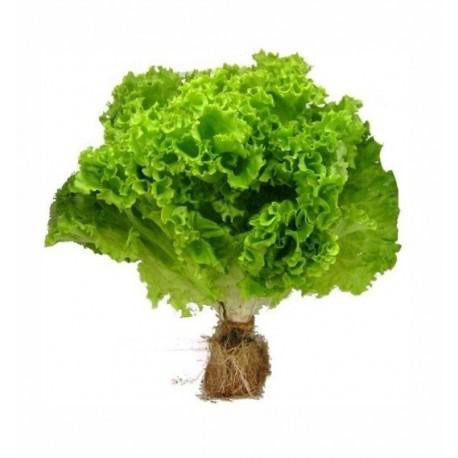 Lechuga Hidropónica Unidad