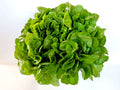 Lechuga Marina 2 Unidades