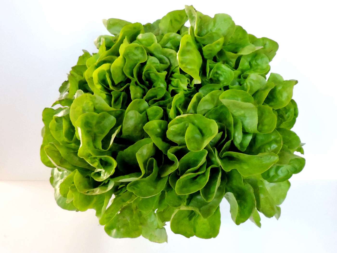 Lechuga Marina 2 Unidades