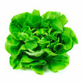 Lechuga Española 2 Unidades