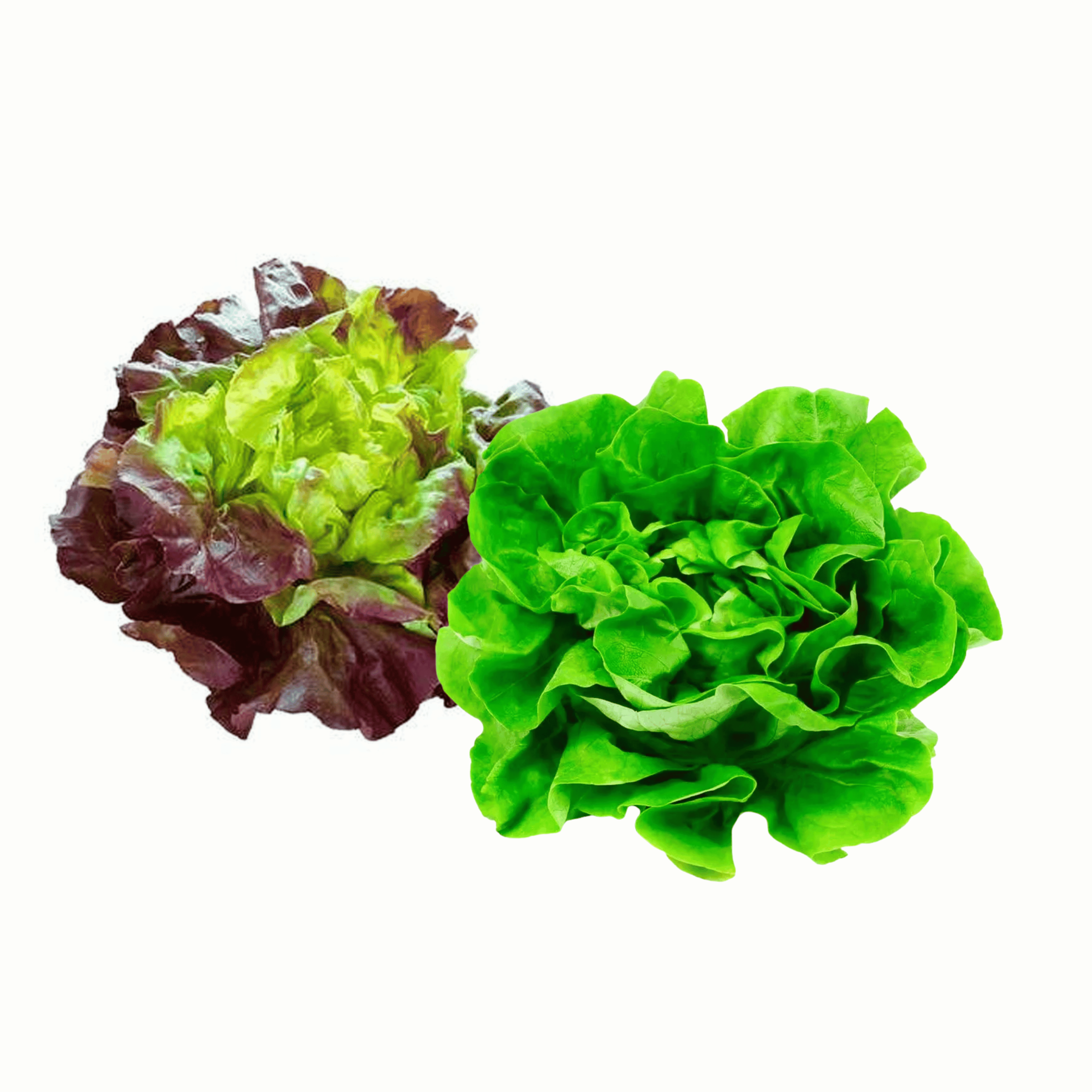 Pack Lechuga francesa - Lechuga española