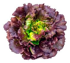 Lechuga Francesa 2 Unidades