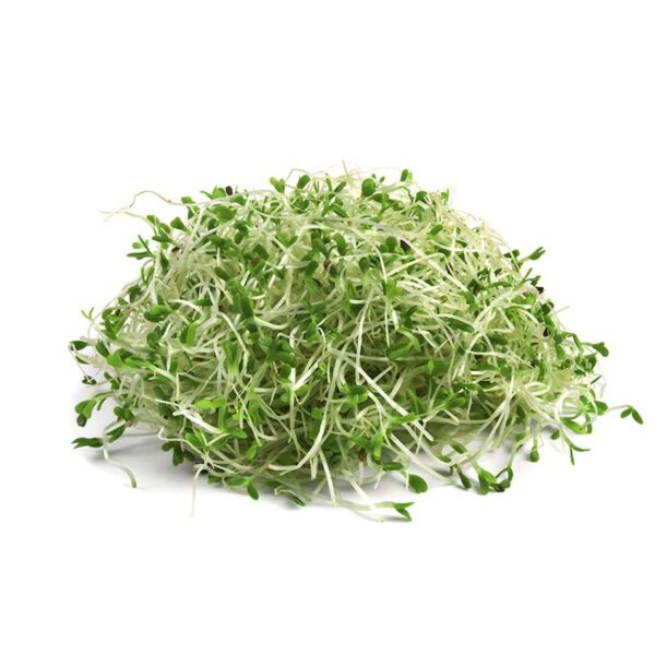 Brotes alfalfa Bandeja