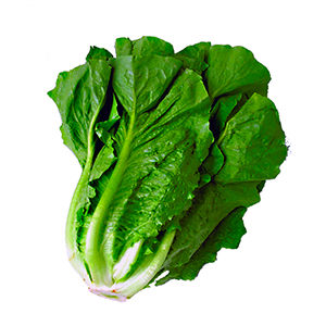 Lechuga Costina Unidad