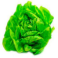 Lechuga Española Unidad