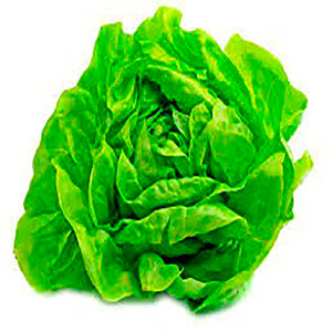 Lechuga Española Unidad