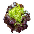 Lechuga Francesa Unidad
