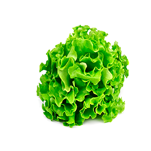 Lechuga Marina Unidad