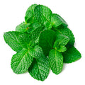 Menta 100 Grs