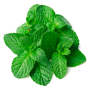 Menta Bandeja