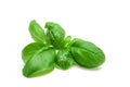 Albahaca 50 Grs